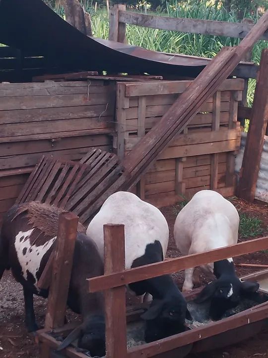 Carneiros para venda