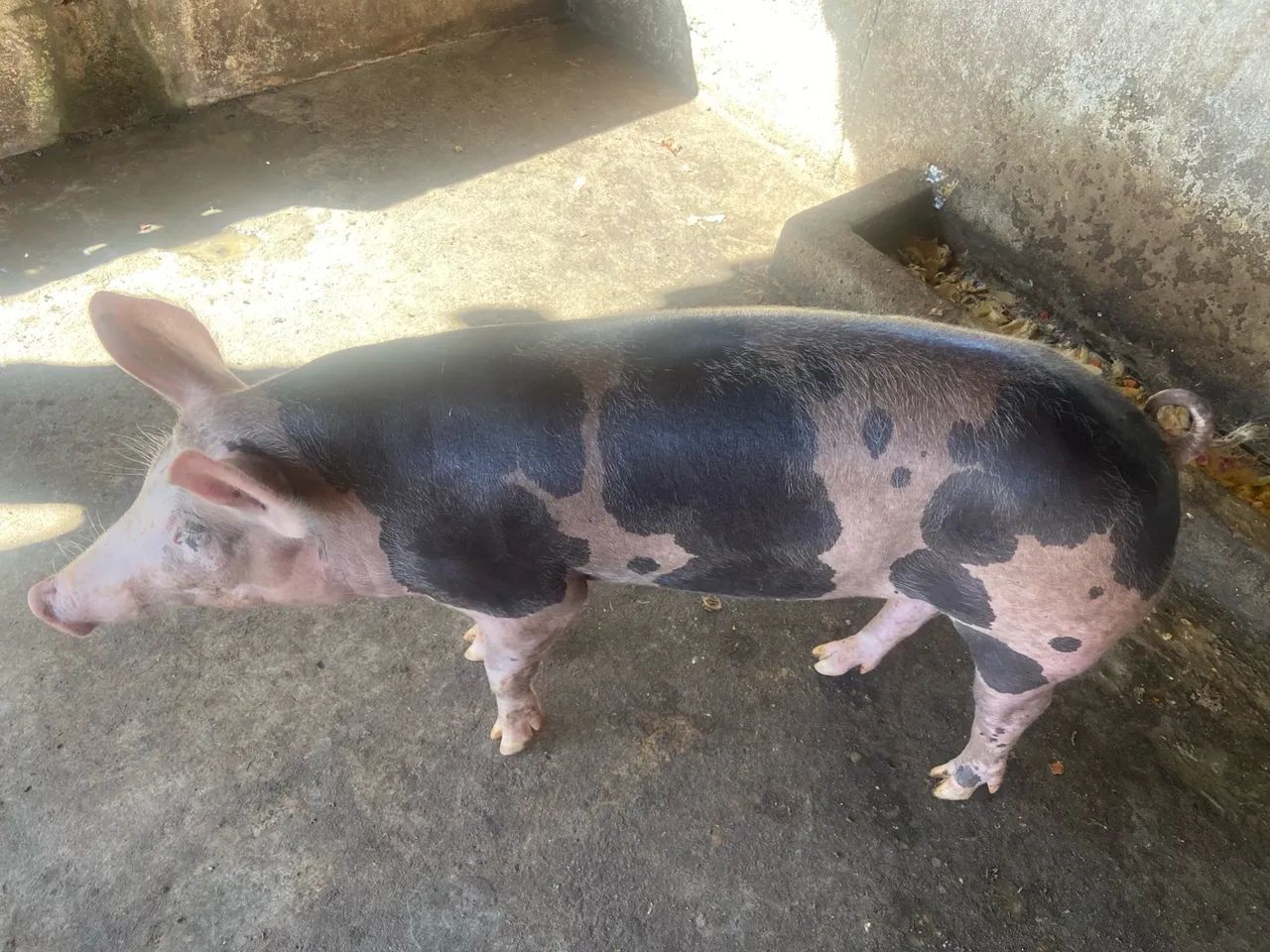 Suínos de ótima qualidade  - Foto 3