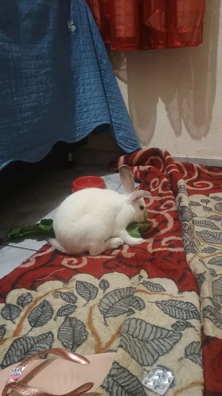 Doação de coelho filhote de 3 mês - Foto 2