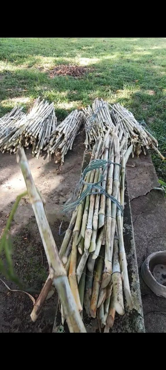 APROVEITE AS CHUVAS E PLANTE CAPIAÇU PRA NAO SOFRER NO VERAO
