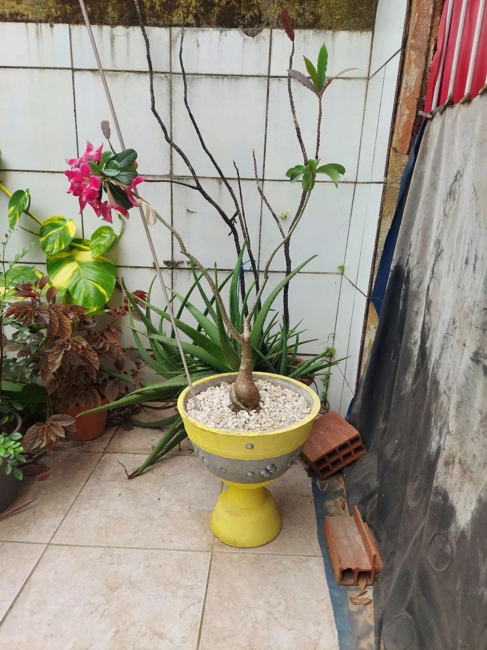 Rosa do deserto 64305624126081121