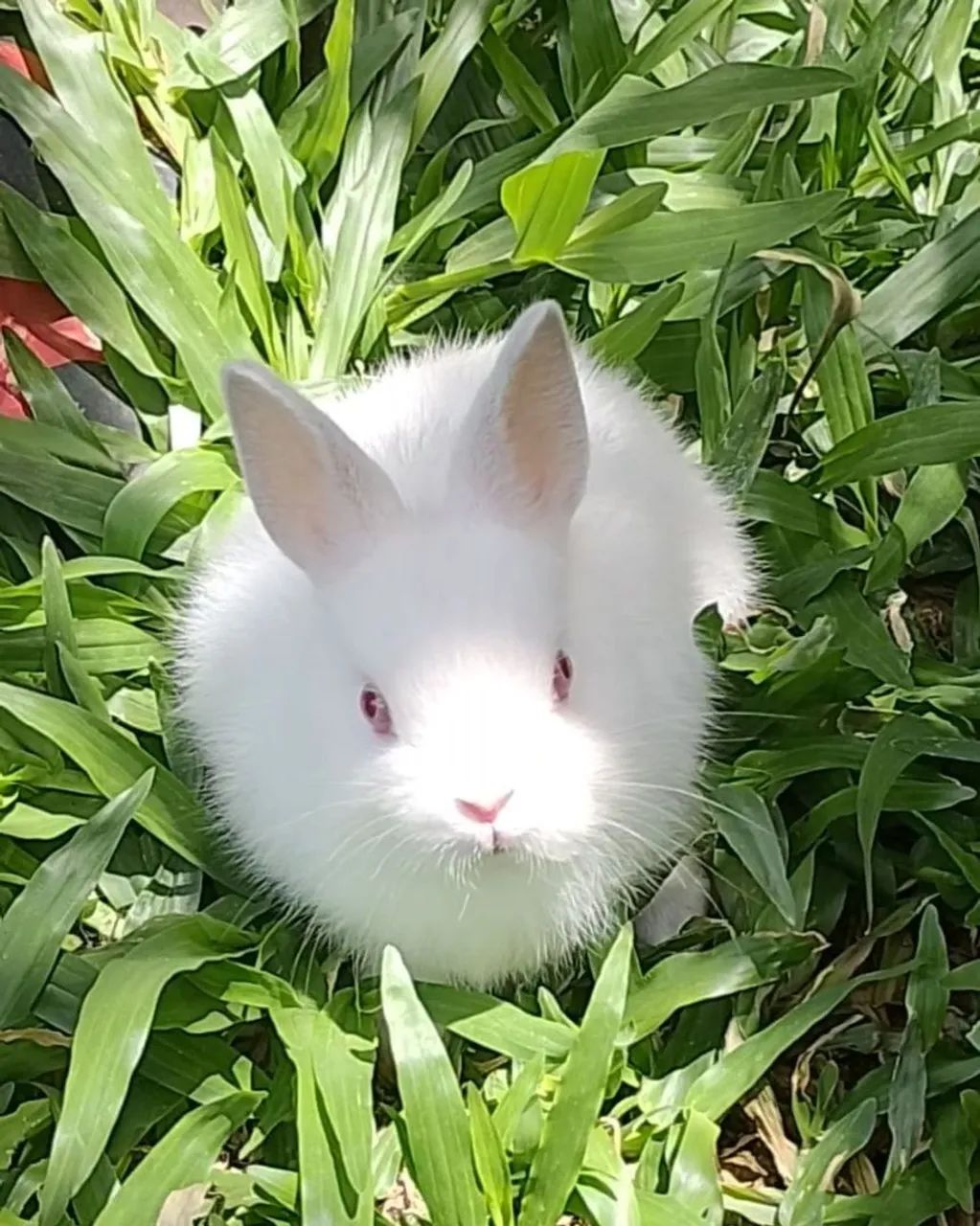 Coelho mini netherland com 3 meses  - Foto 3