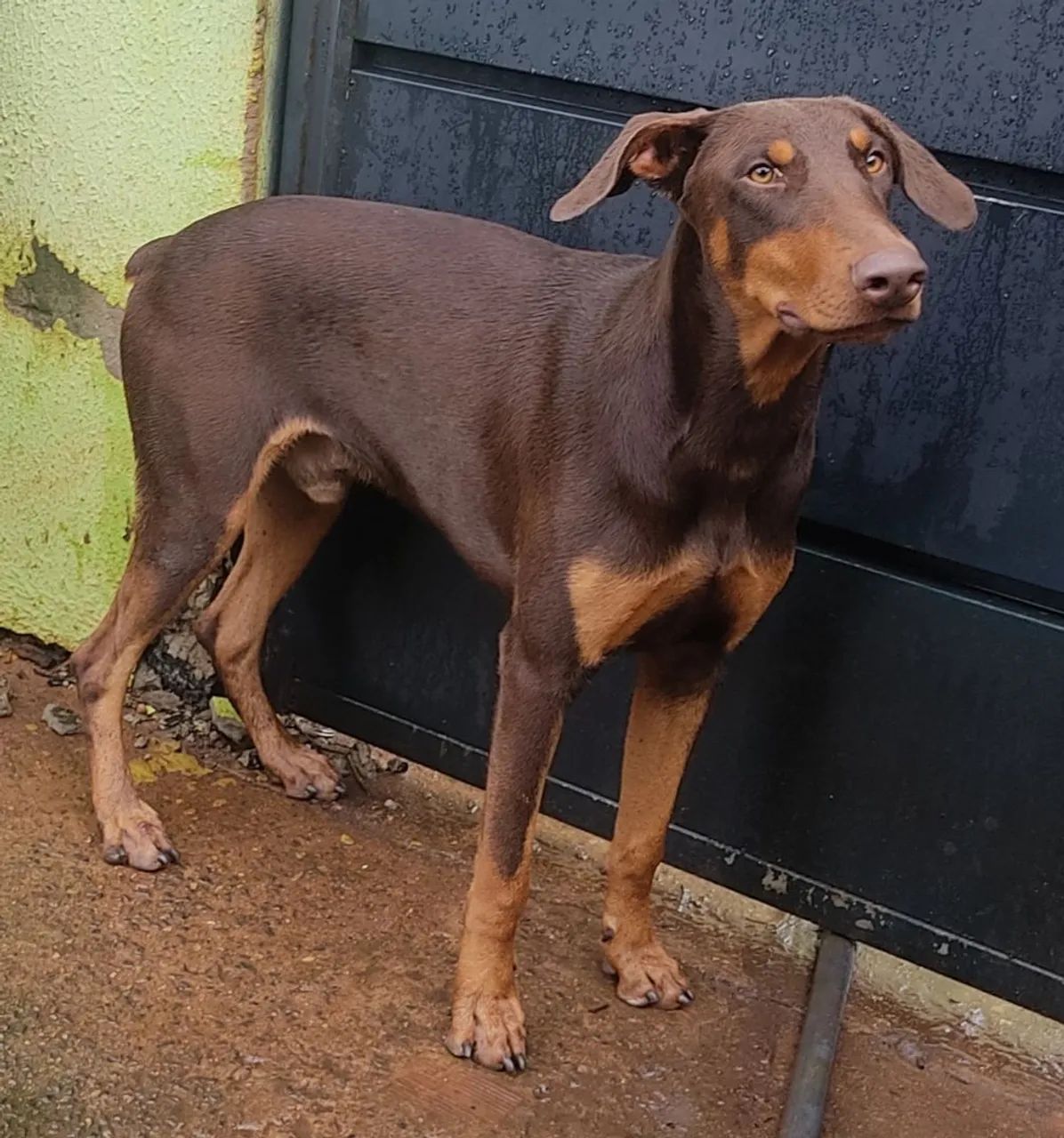 Doberman macho  - Foto 3