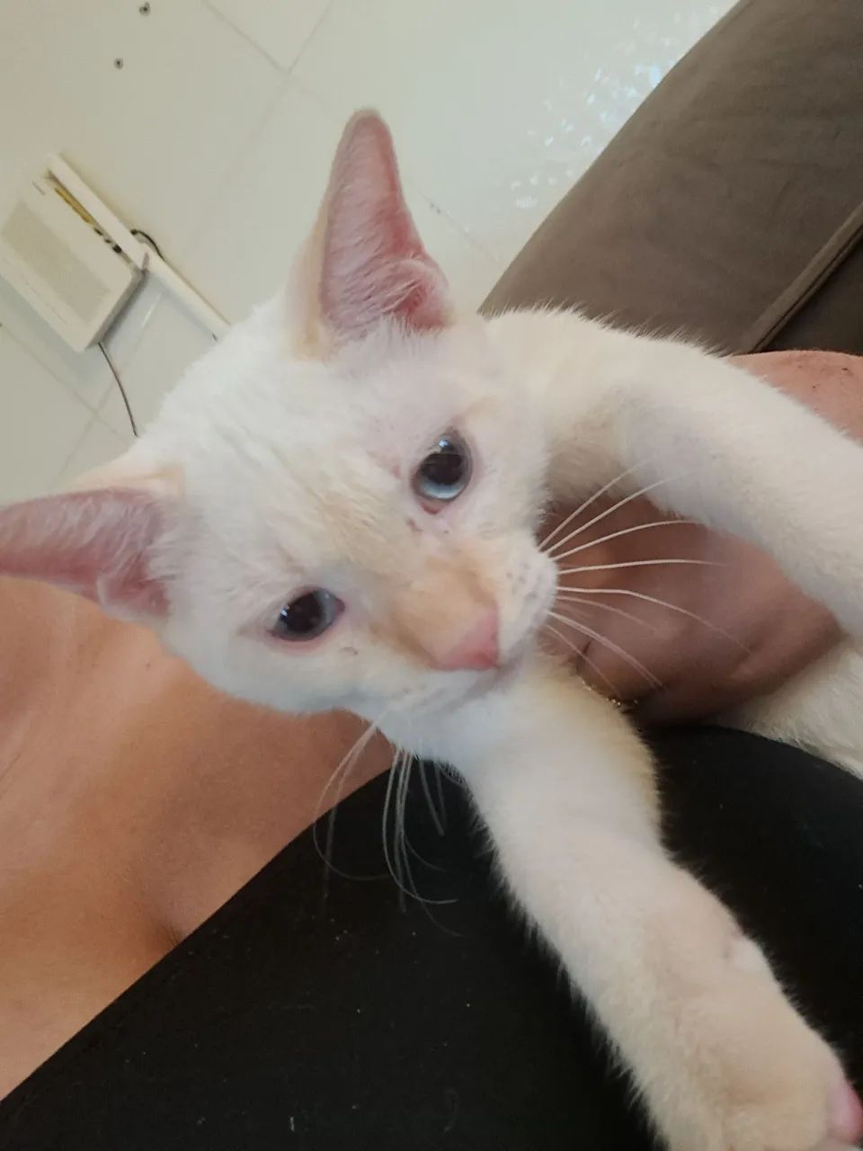 Gatos para doação (branco é macho e a outra é femea) - Foto 5