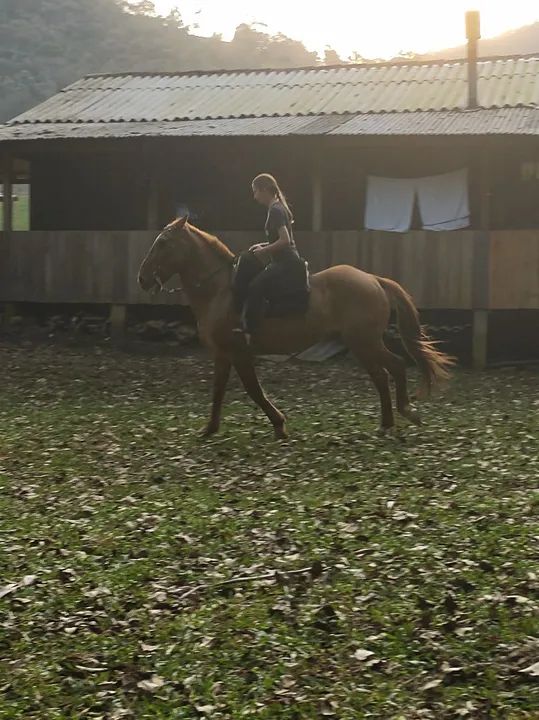 Cavalo QM com Crioulo  - Foto 3