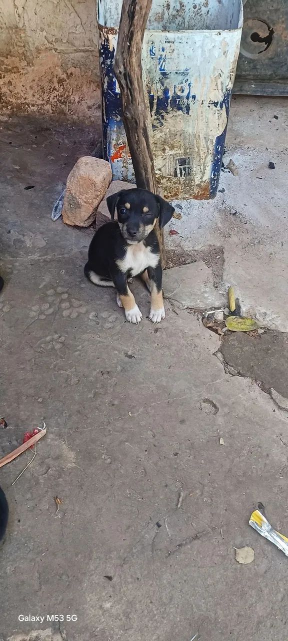Cachorro pincher número 2 
