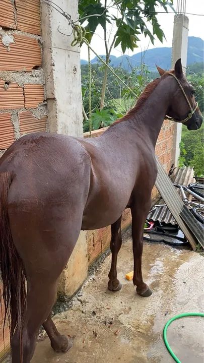 Potro meio sangue QM