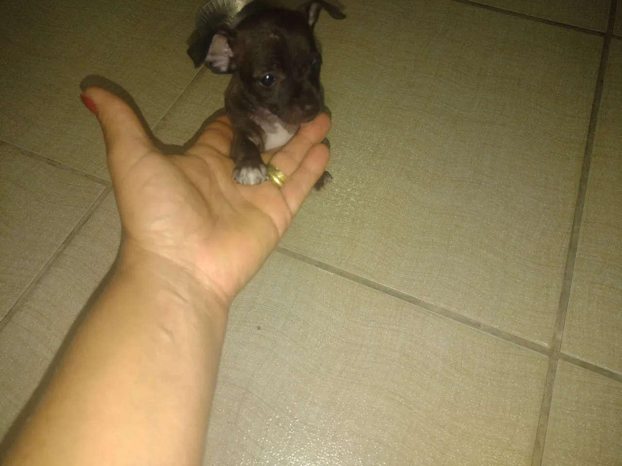 Filhote Pincher Macho