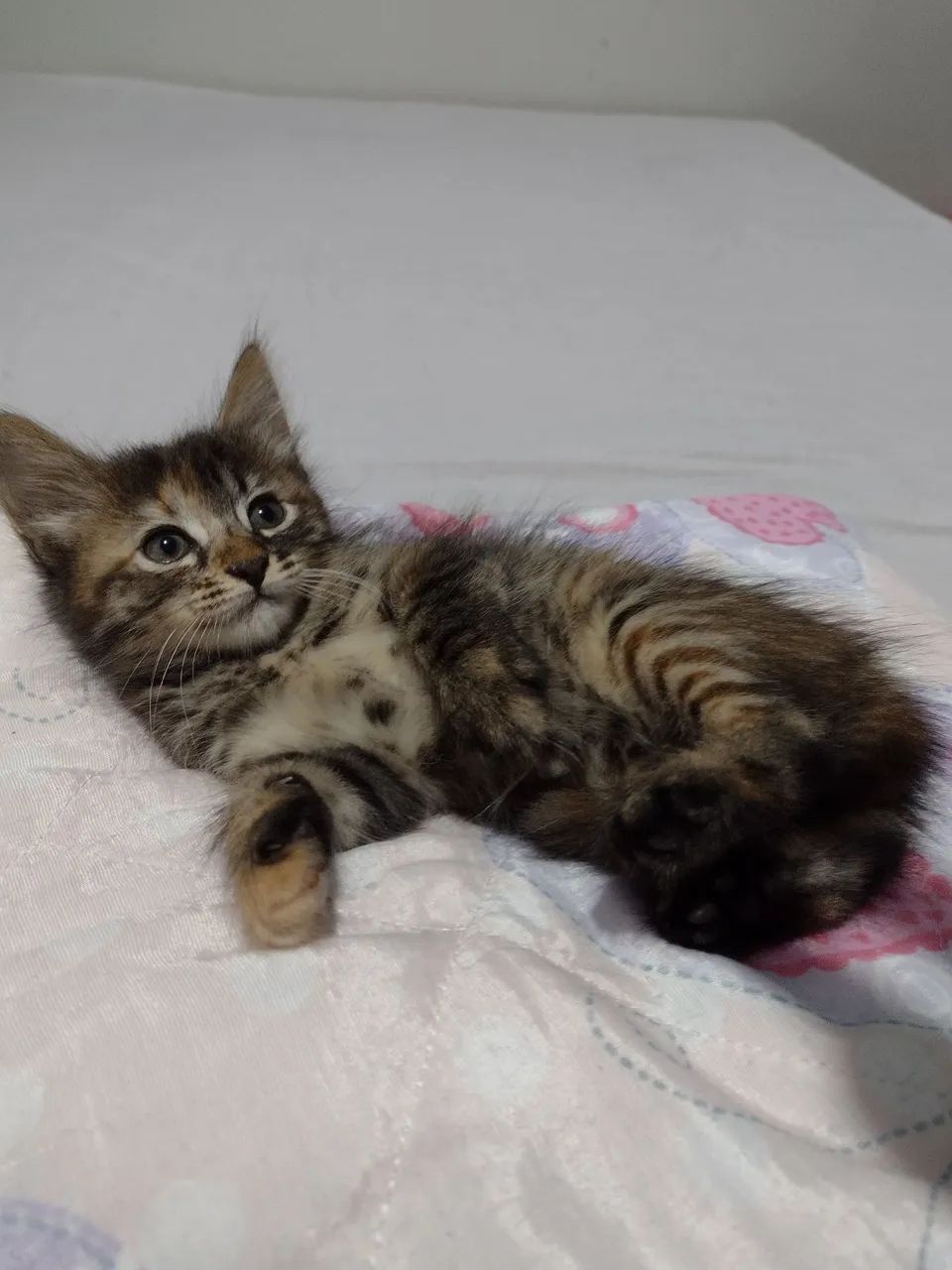 Gatinho fofo c,/entrega doação  - Foto 5