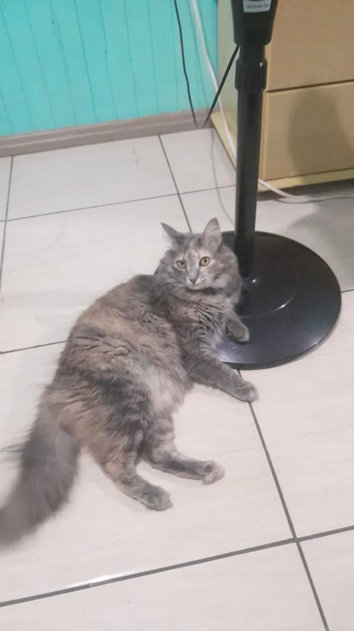 Gata cinza e branco para adoção