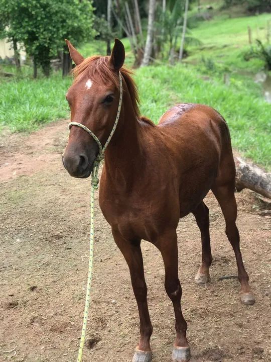 Potro meio sangue QM - Foto 2