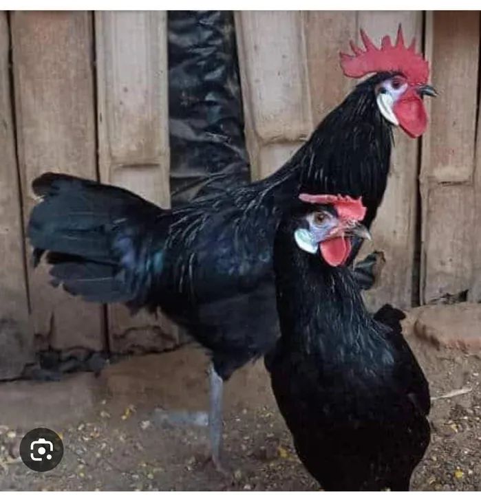 Galinha cara de palhaço conjunto 