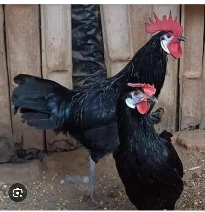 Galinha cara de palhaço conjunto 