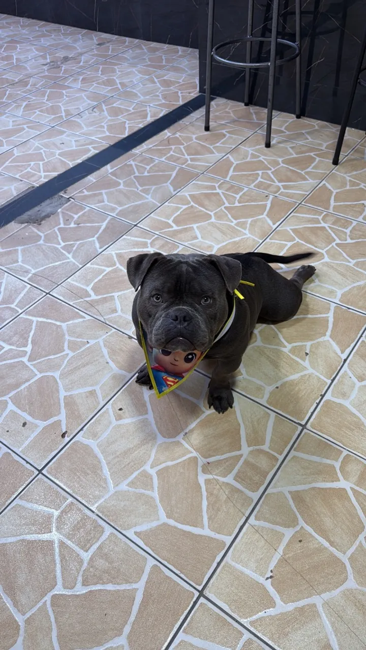 American Bully 