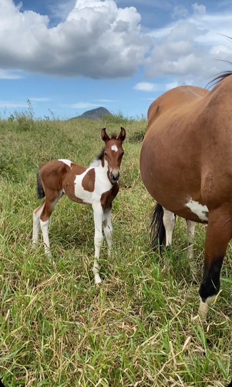 Potra MM, pampa de castanho Resgistrado