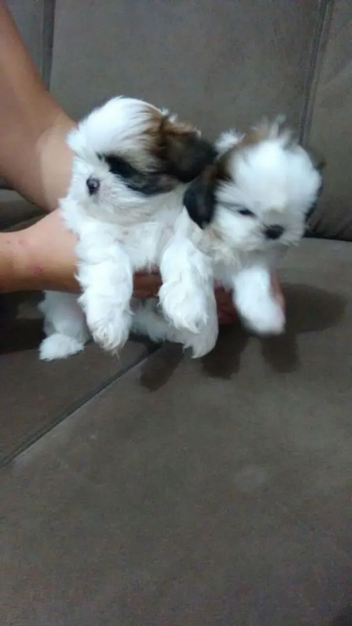 Doação Shih Tzu com Filhotes - Foto 2