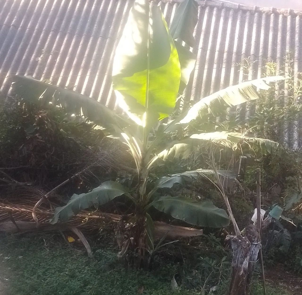 Planta de Banana caturA 