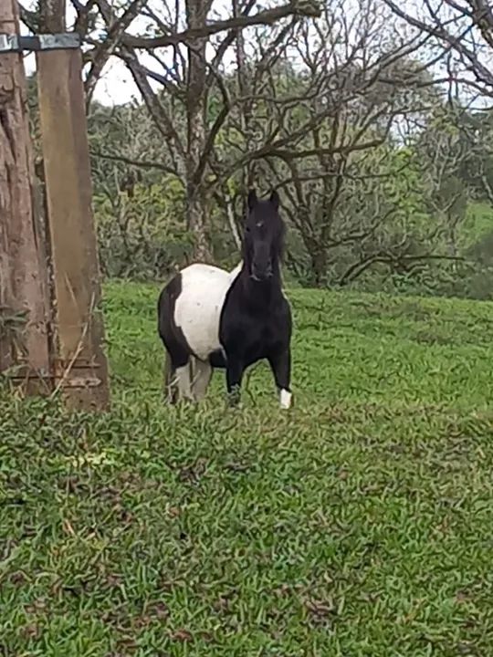 cavalo MANGALARGA MARCHADOR REGISTRADO