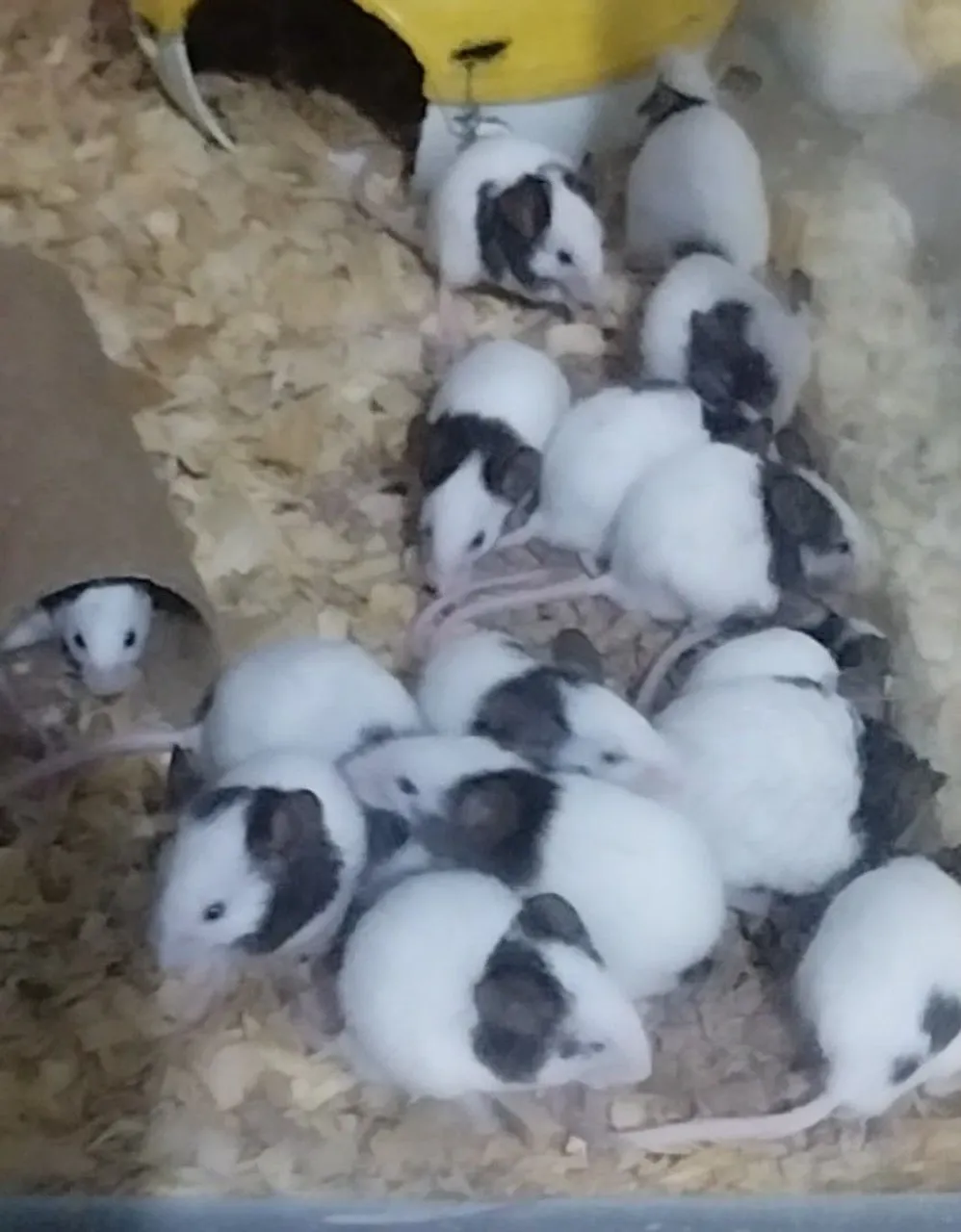 Estou doando topolinos machos ?