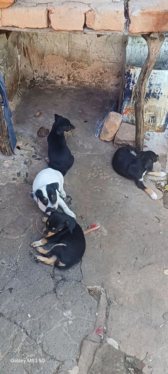 Cachorro pincher número 2  - Foto 3