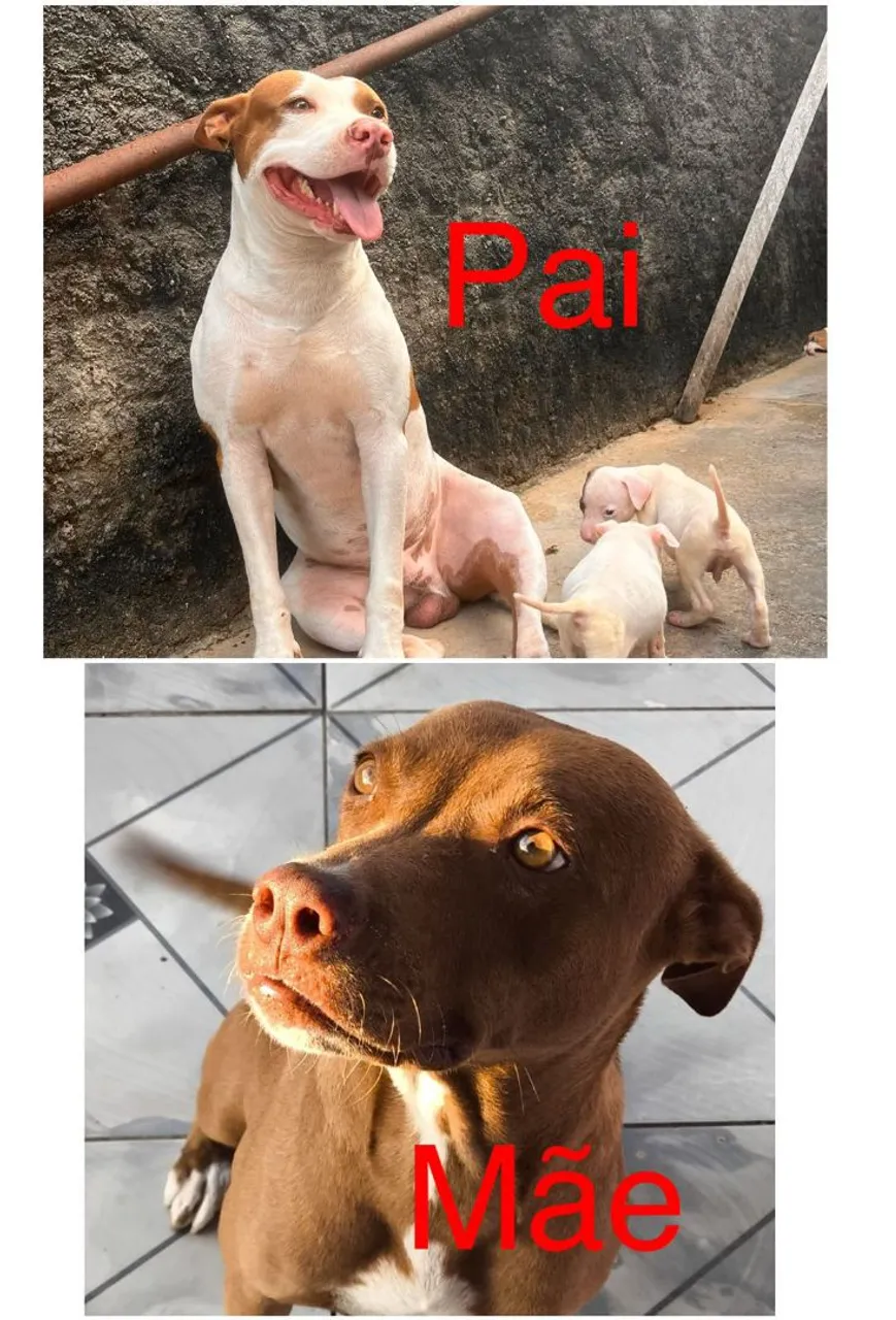 Filhotes de Pitbull