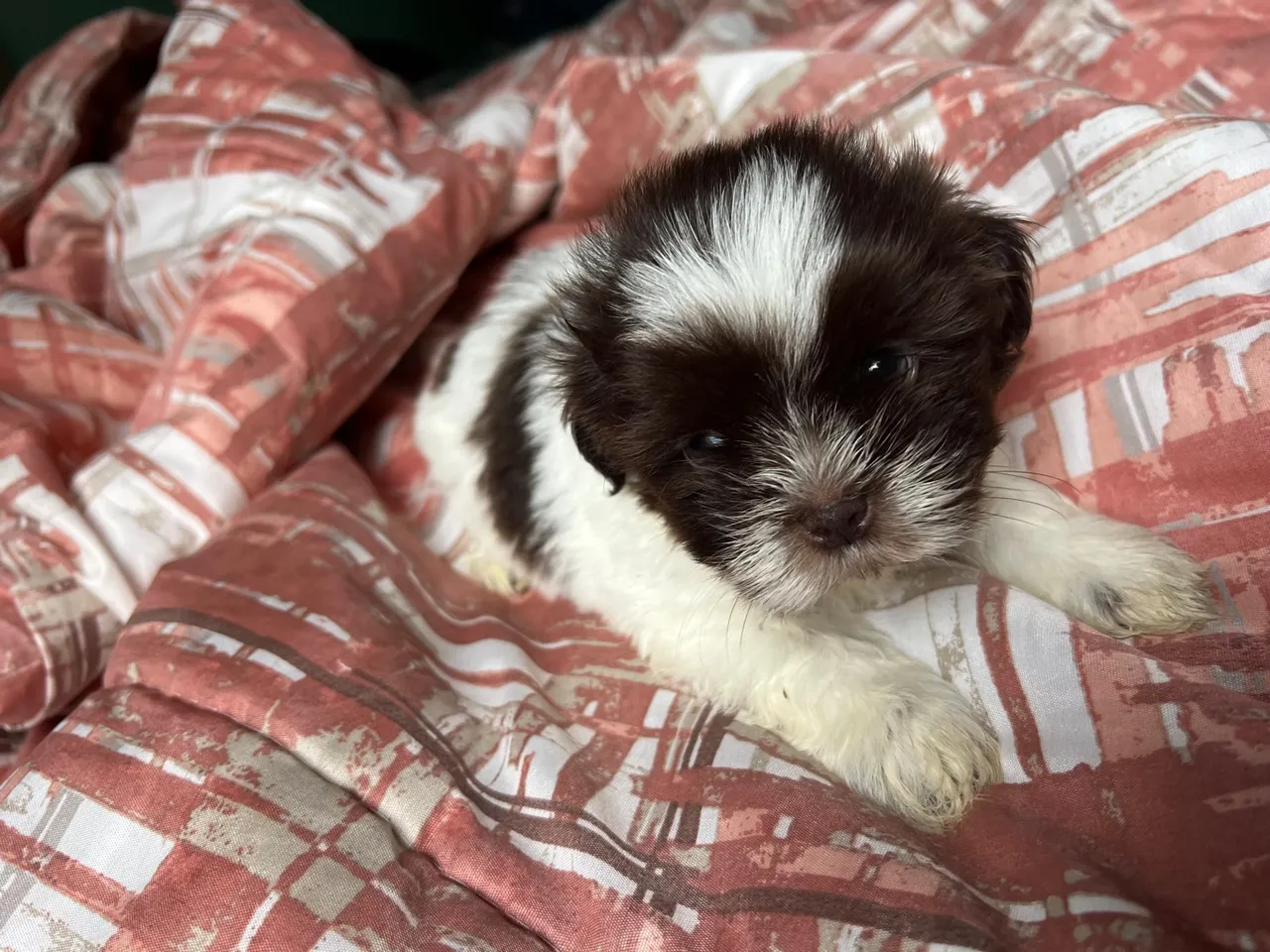 Filhote Shih Tzu para venda apenas machinhos