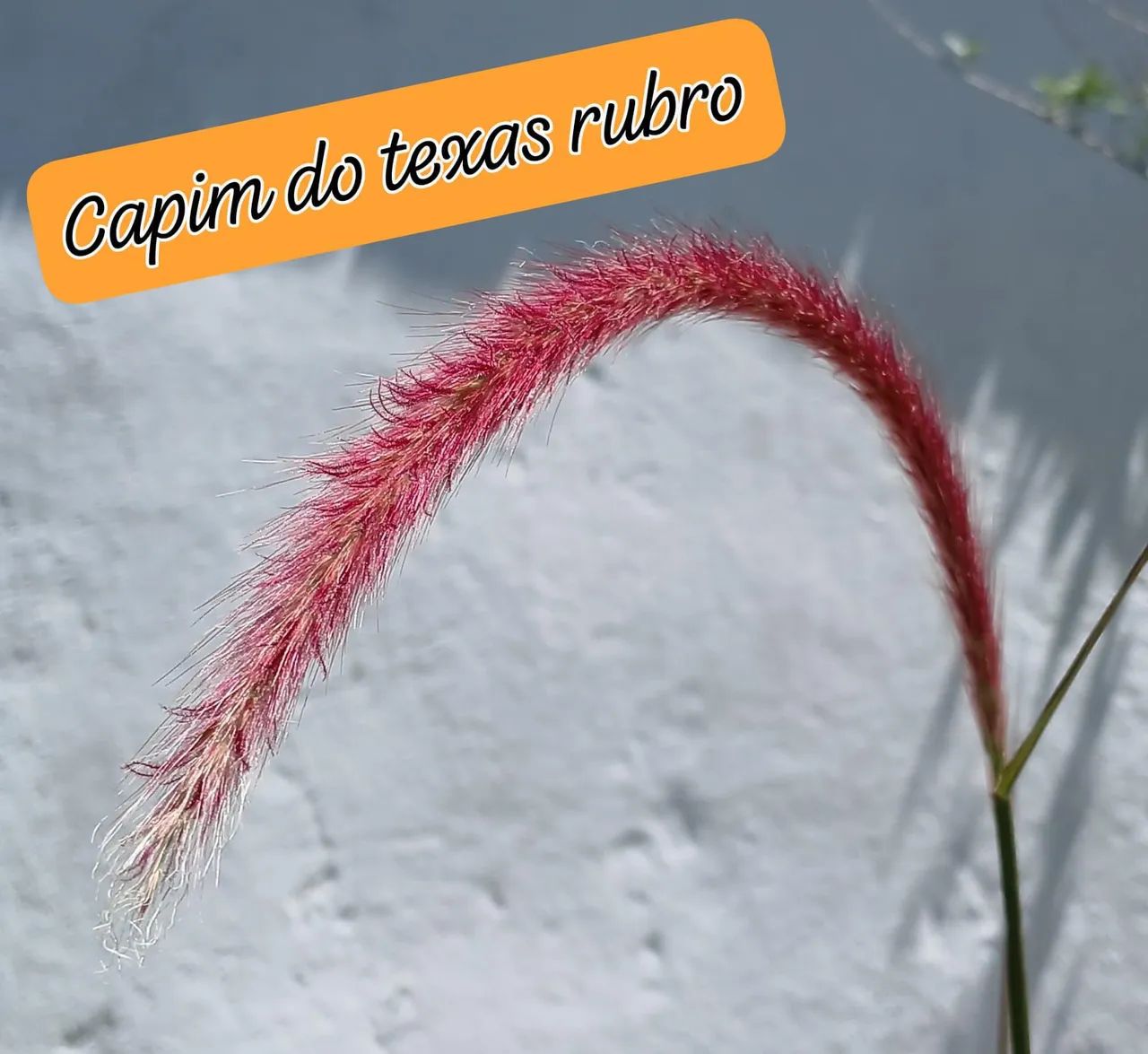 Muda de Capim do Texas Rubro - Foto 3