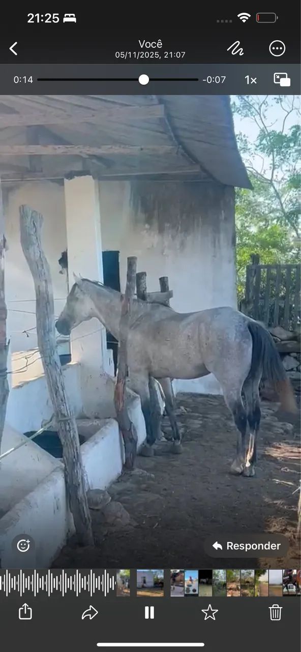 Cavalo quando de milha PC - Foto 6