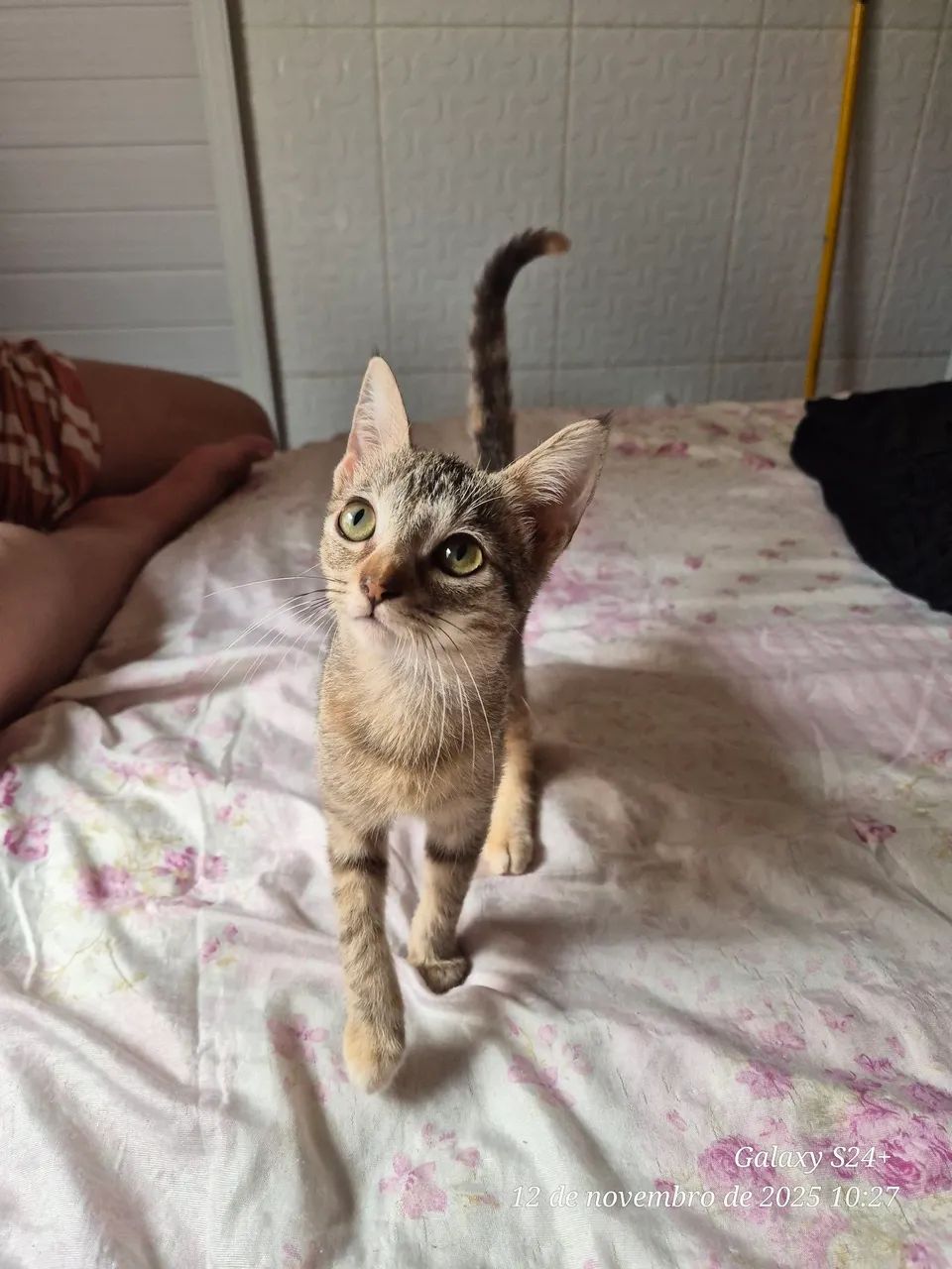 Gatinha para adoção (Fêmea) - Foto 4