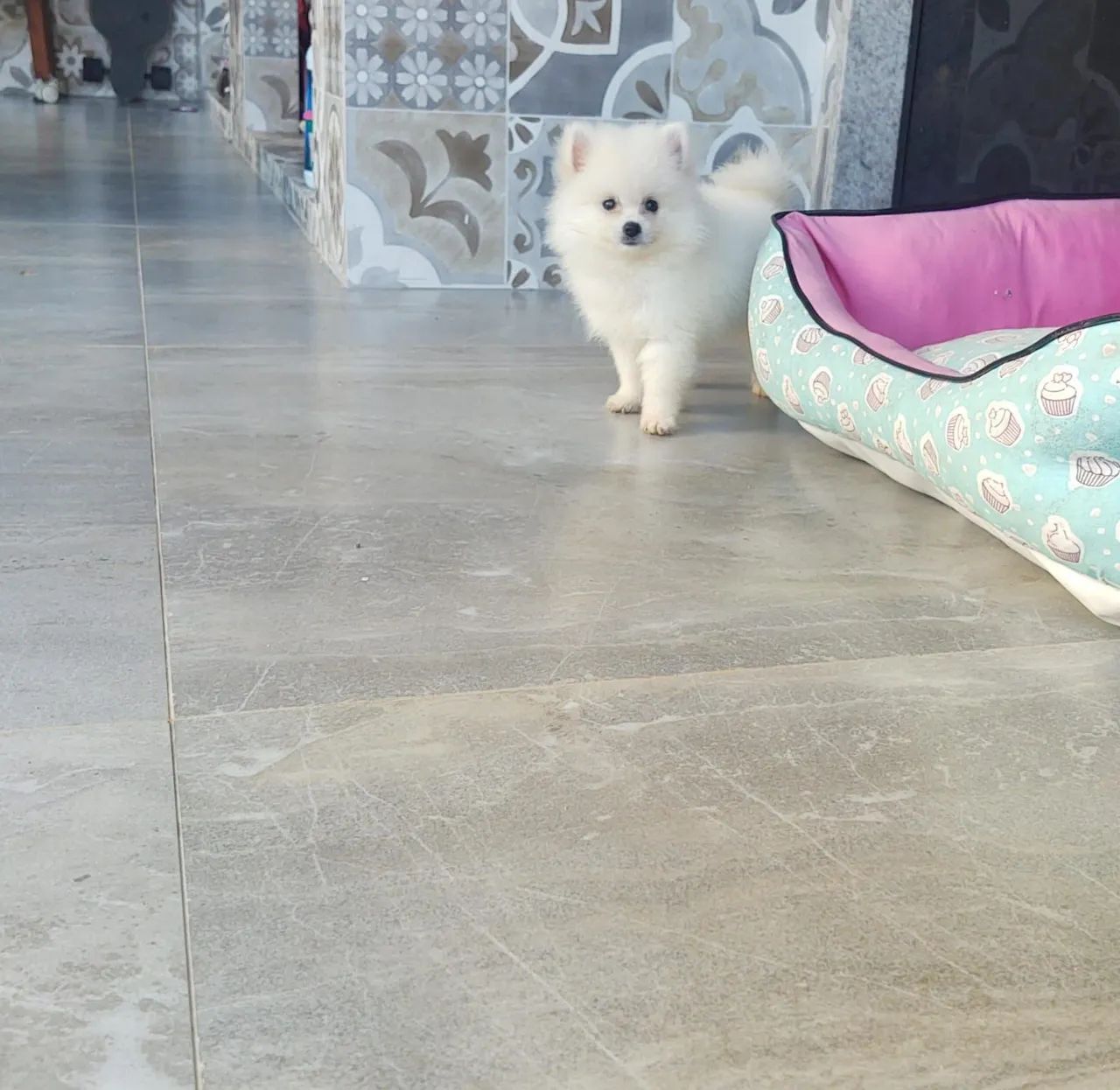 Spitz alemão (lulu da pomerania)
