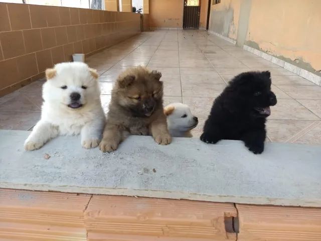Chow-chow creme/laranja/preto, temos 7 clinicas para qualquer tipo de atendimento gratuito - Foto 3