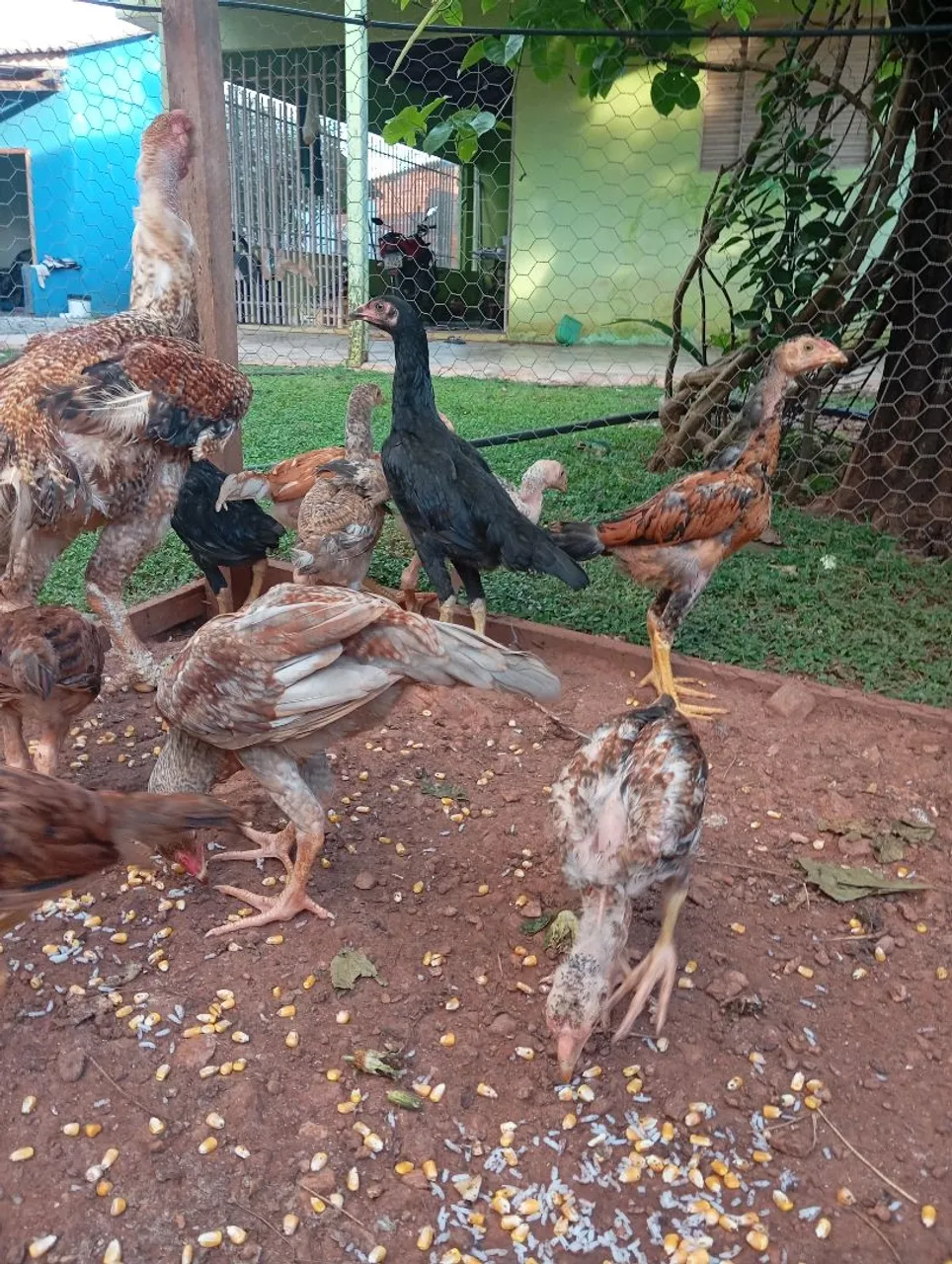 Pintinhos mestiço gigante