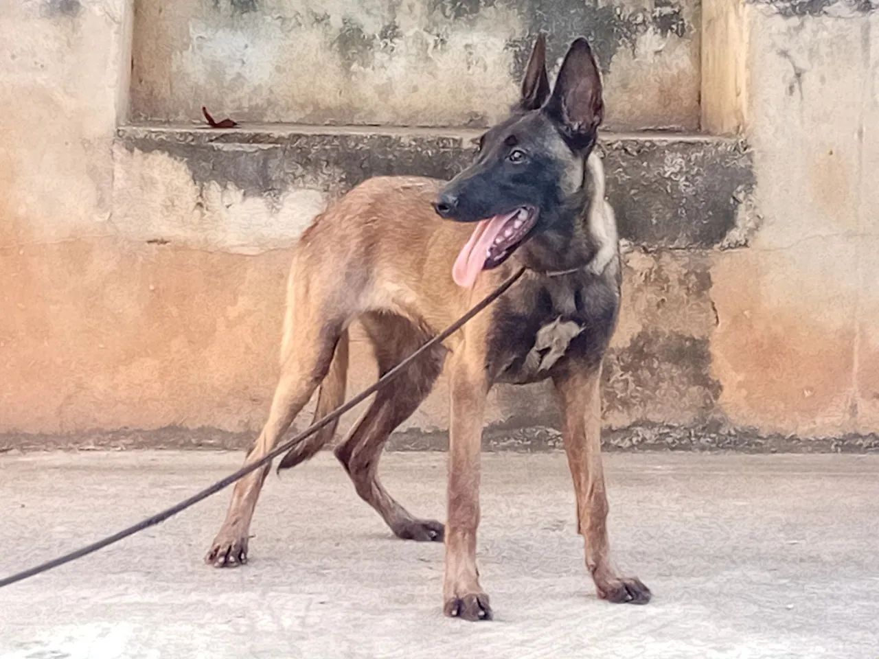 Malinois Fêmea 5 Meses com pedigree CBKC  - Foto 3
