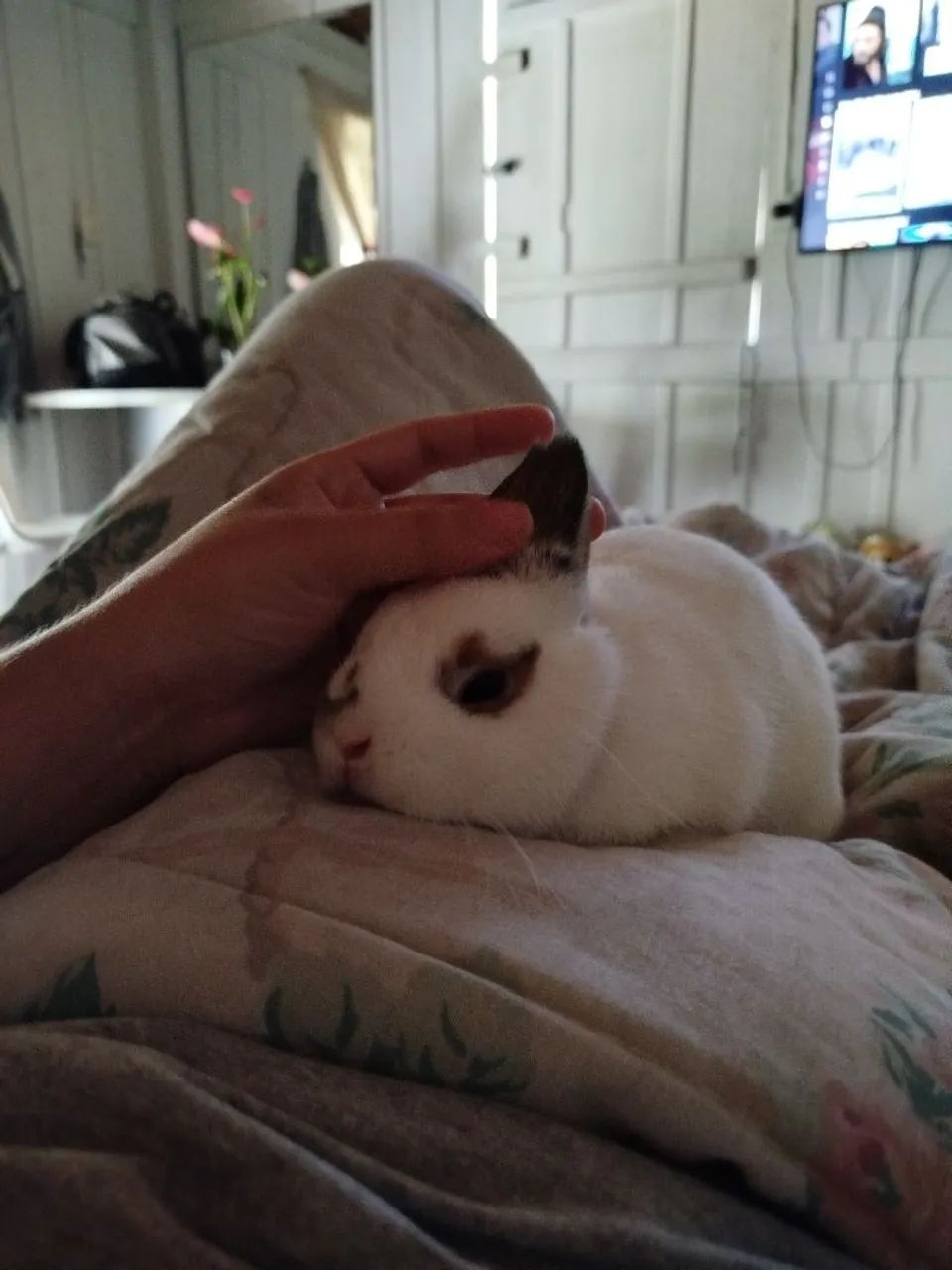 Coelhinho anão para Venda