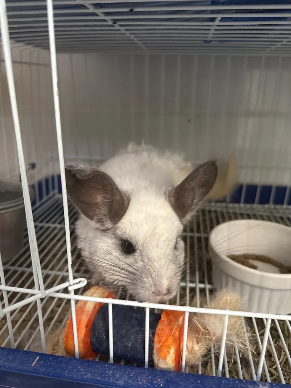 CHINCHILA