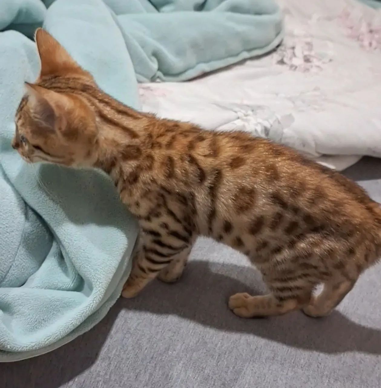 Gatinho Bengal de 3 meses - Foto 2