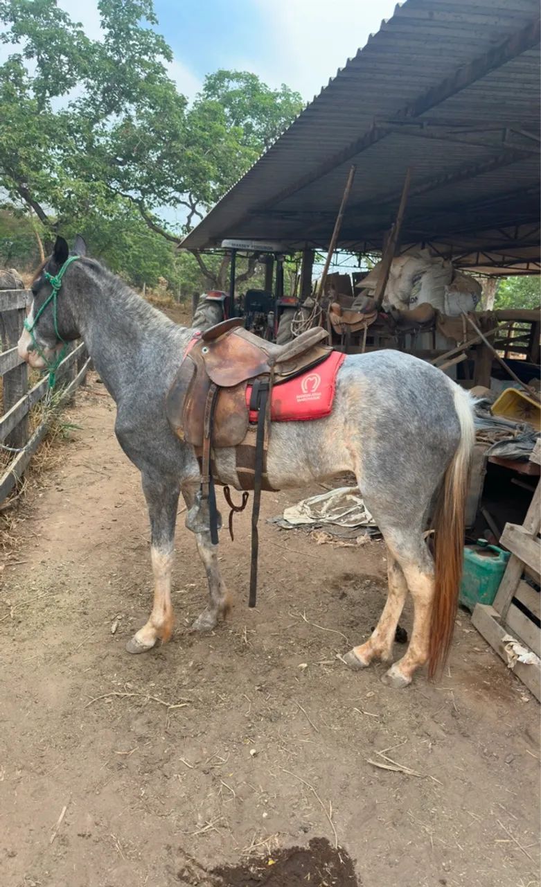 Vende-se égua 3 anos  - Foto 2
