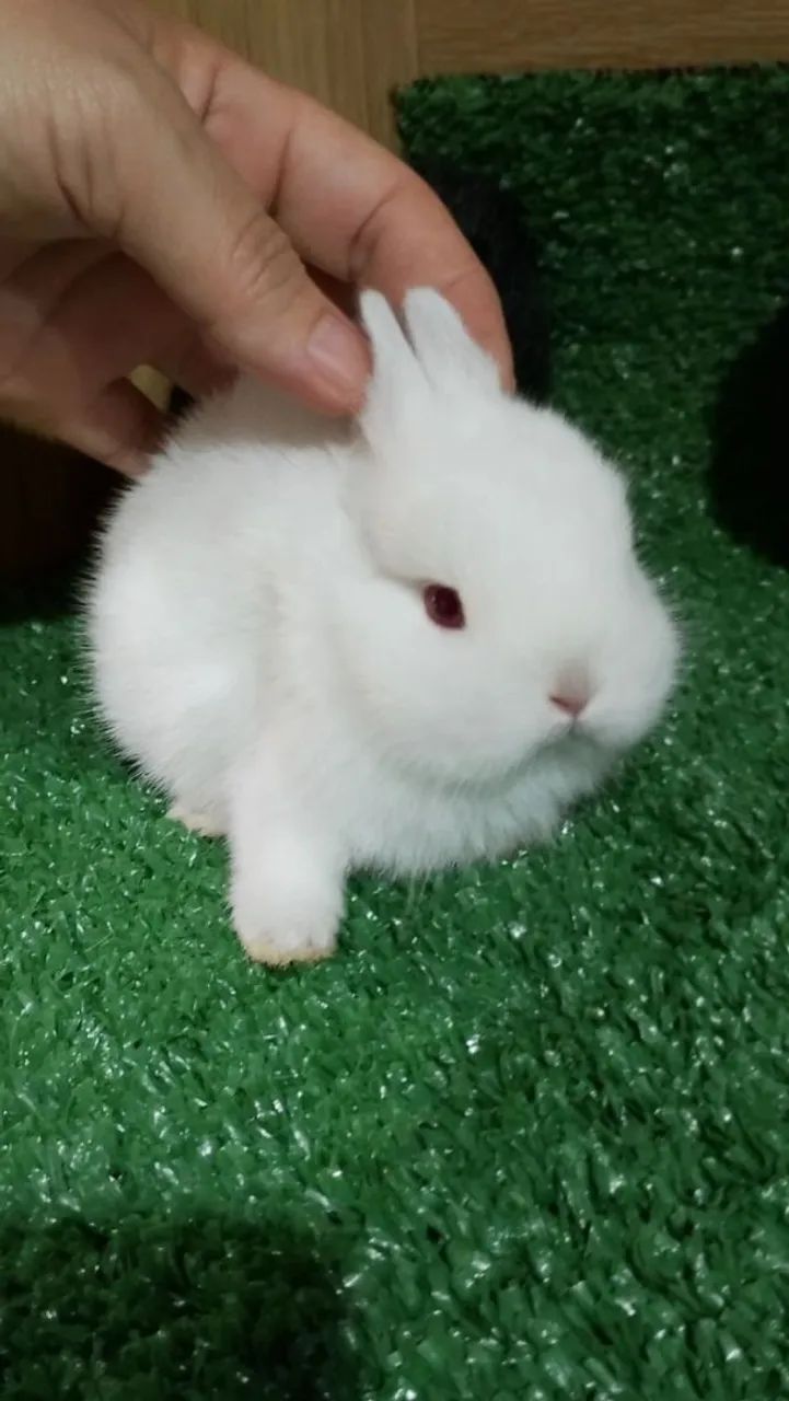 Netherlands Dwarf anão 