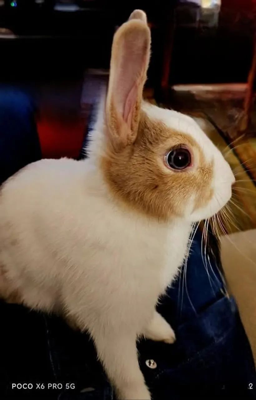 DOAÇÃO DE COELHINHO MINI FILHOTE, FOFINHO, 6 MESES