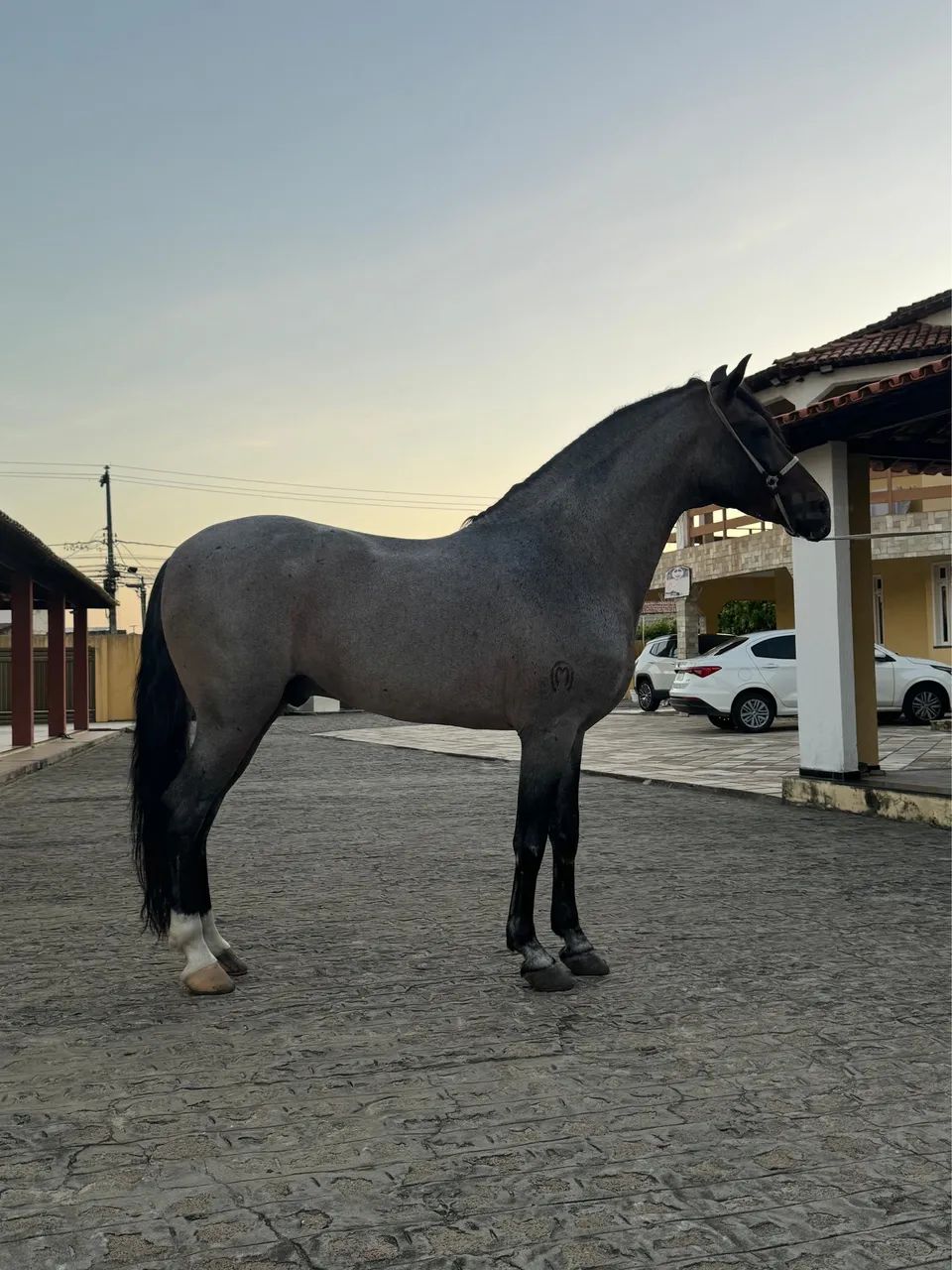 Mangalarga  - Foto 2