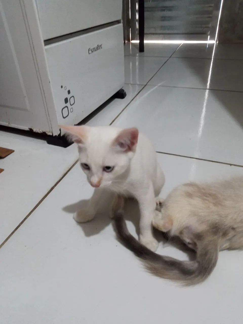 Gatinhos inteligente e dócil para adoção - Foto 3