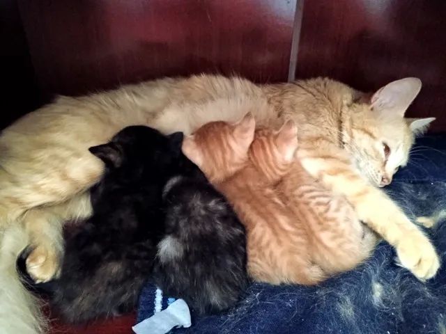 Gatinhos para adoção. - Foto 2