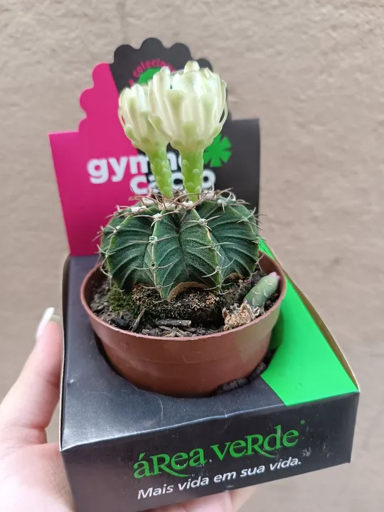 Unidade Cacto Gymnocalycium com Flores ADULTO grande
