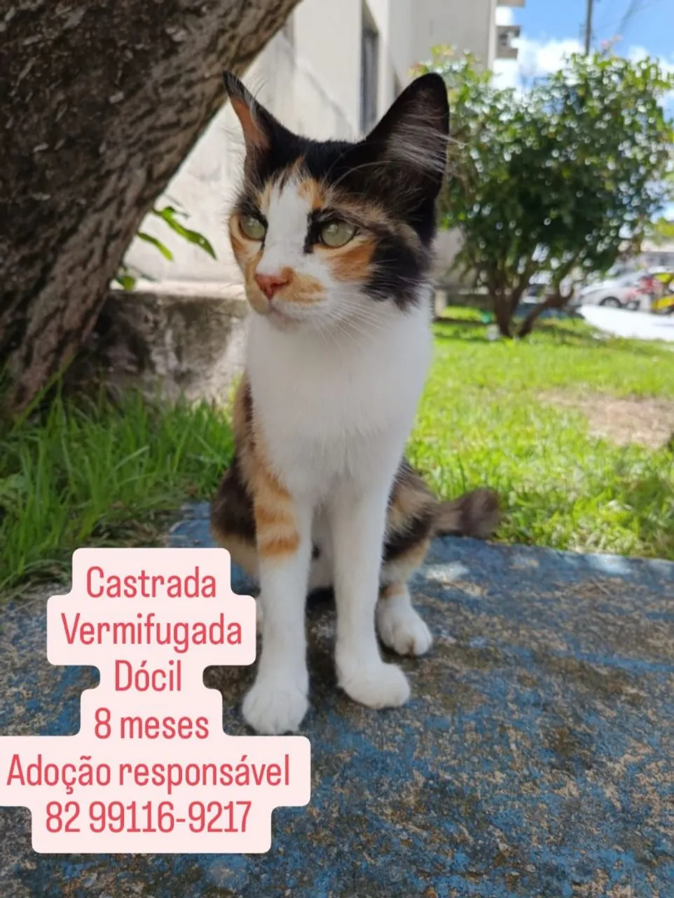 Gatinha para adoção responsável