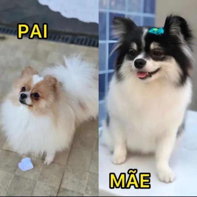 Spitz alemão