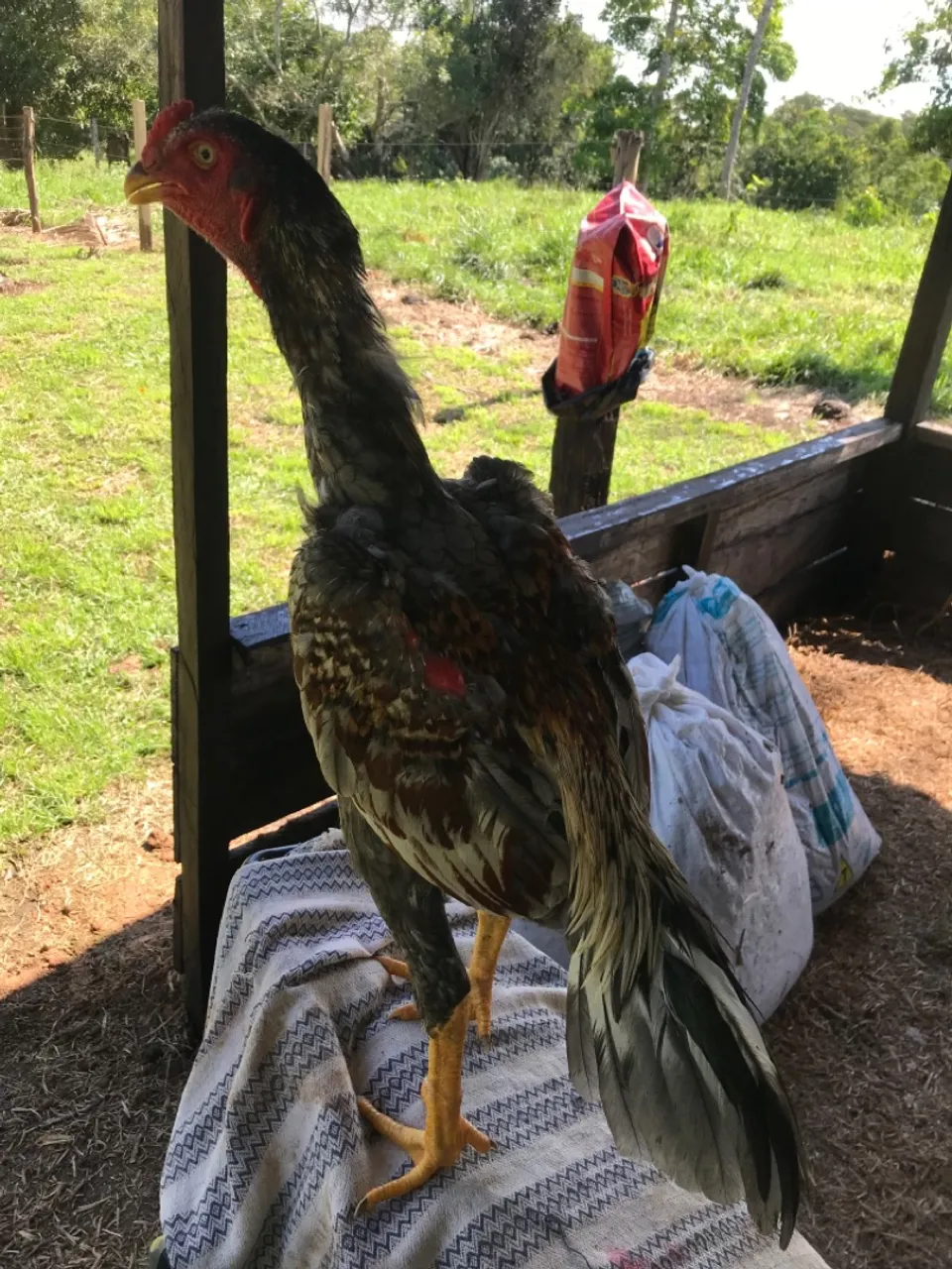 Frangos indianos de 5 meses
