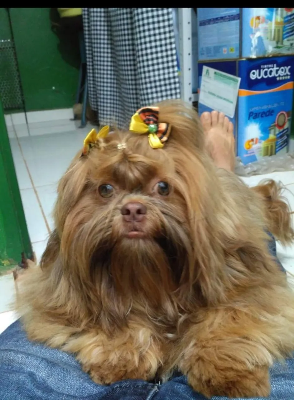 Shih Tzu