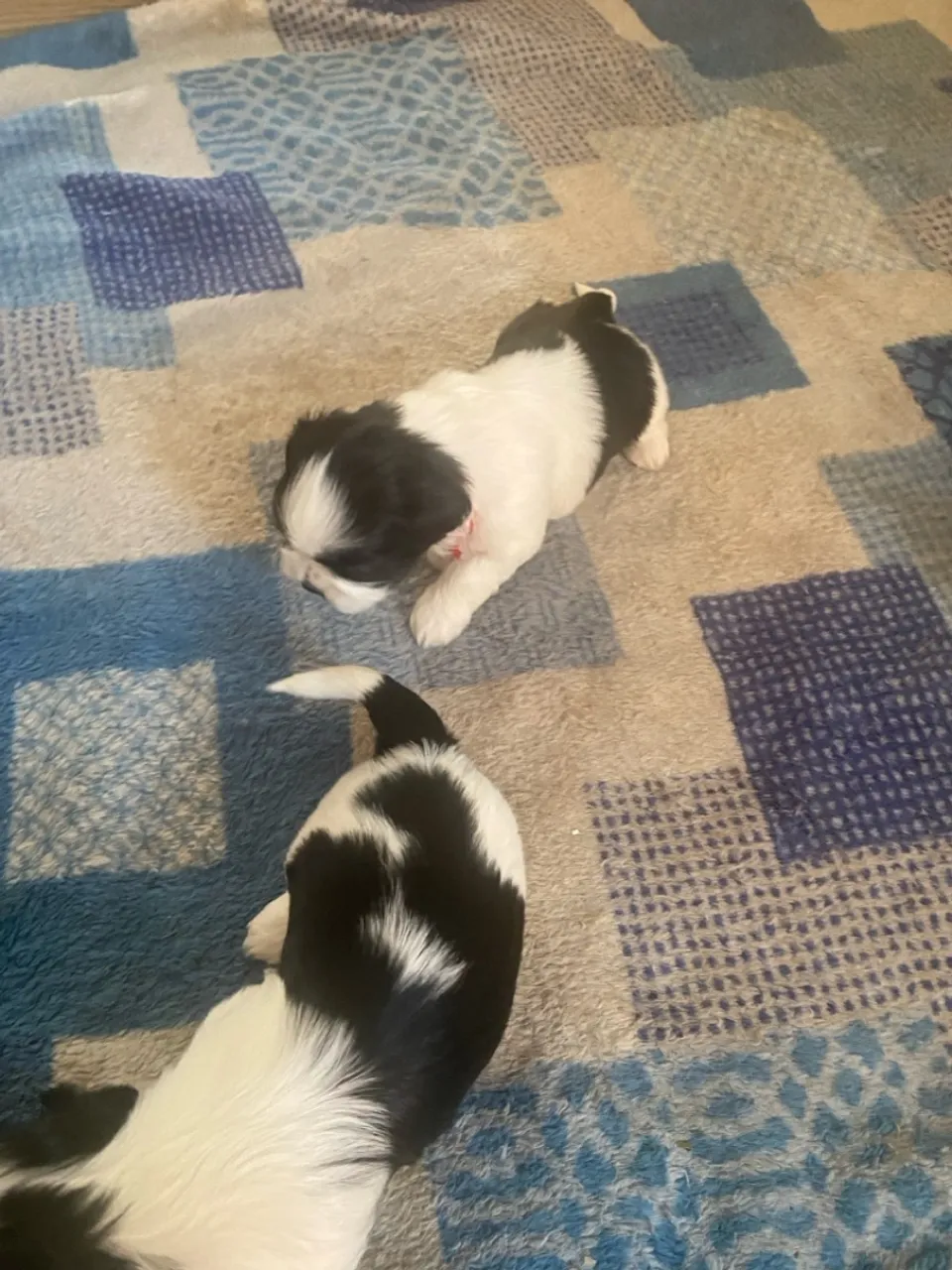 Filhotes Shih Tzu