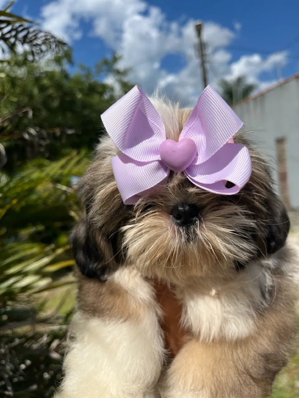 Fêmea Shihtzu disponível a pronta entrega.