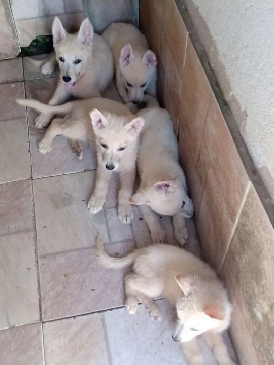 Pastor Branco Suíço  - Foto 2